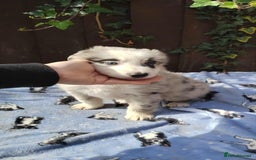 Mixed Breed dogs for sale: Border Collie X German Shepherd Puppies - Image 4