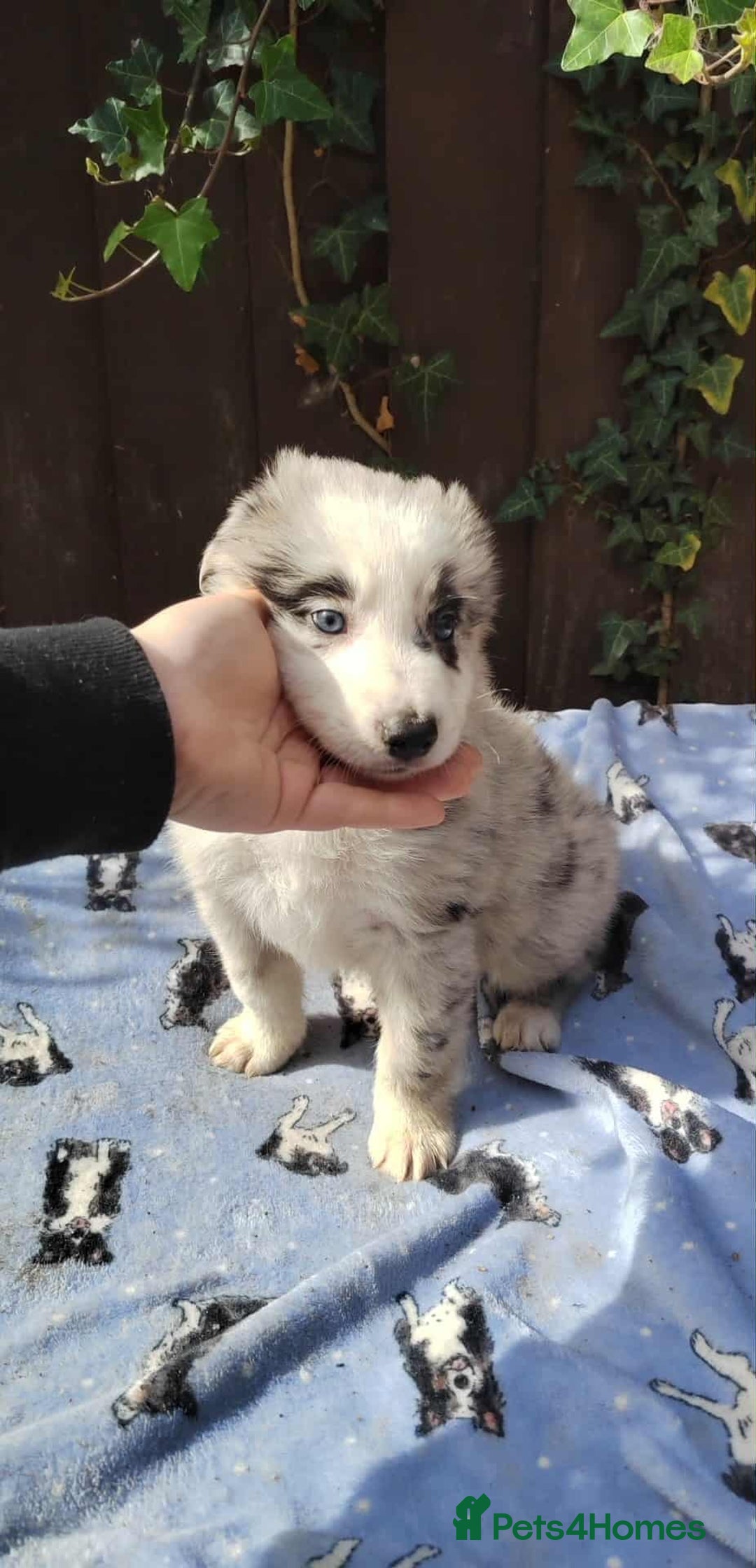Mixed Breed dogs for sale: Border Collie X German Shepherd Puppies - Image 4