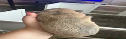 French Bulldog dogs for sale: Male fawn French bulldog  in Chester - Advert 2