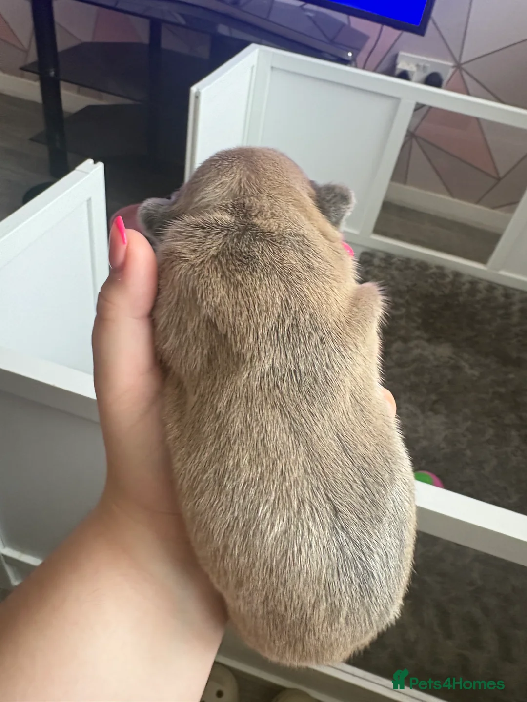 French Bulldog dogs for sale: Male fawn French bulldog  in Chester - Advert 2