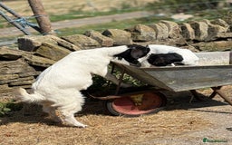 Goats livestock for sale: Pygmy and Pygmy cross bore babies - Image 9