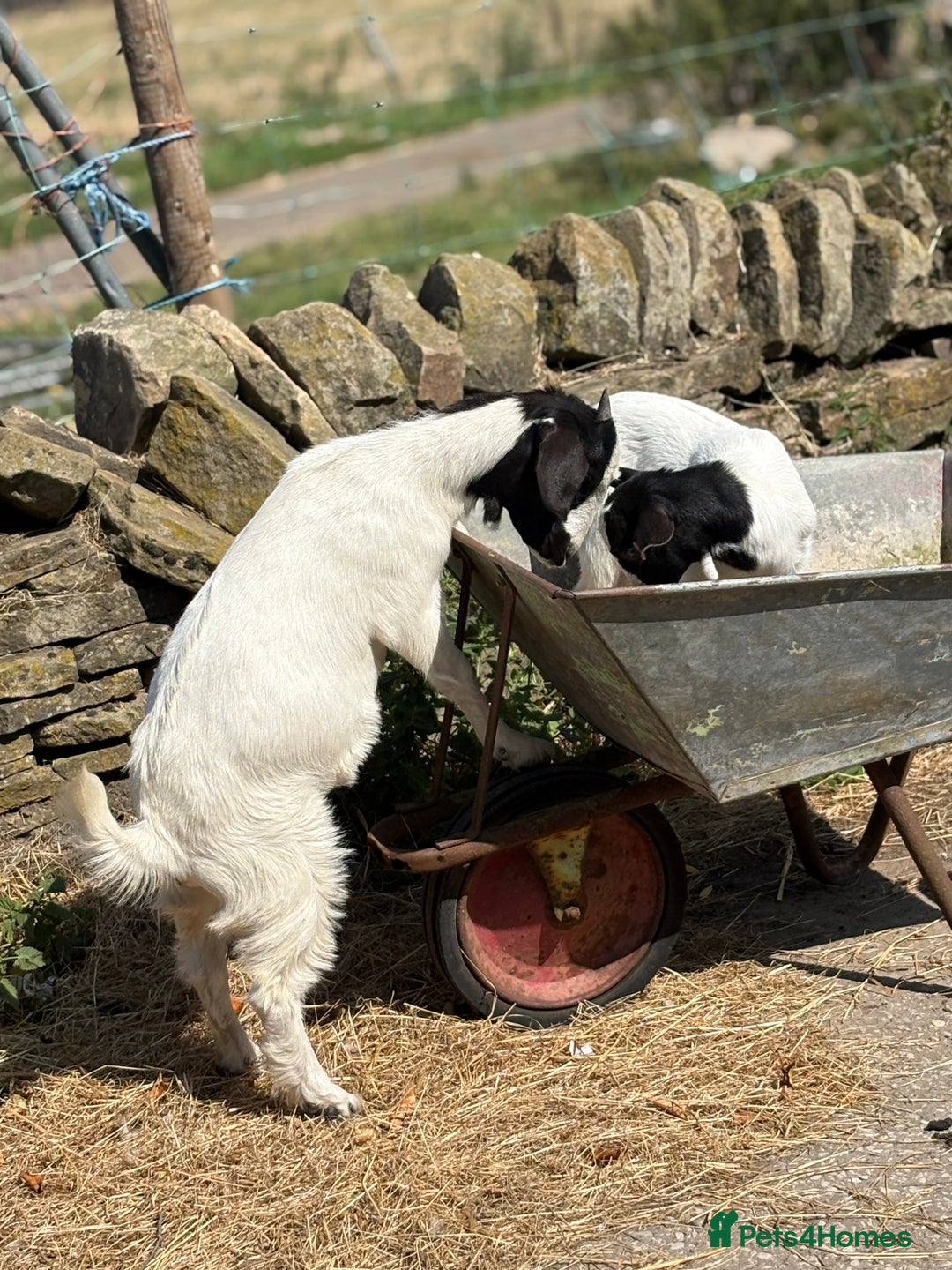 Goats livestock for sale: Pygmy and Pygmy cross bore babies - Image 9