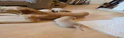 Labrador Retriever dogs for sale: Lab puppies B&G in Great Yarmouth - Advert 3