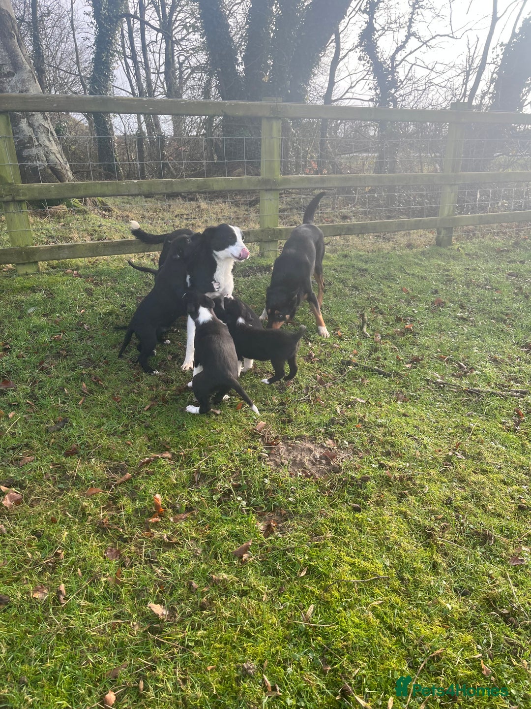 Mixed Breed dogs for sale: Beautiful Kelpie X Border Collie Puppies For Sale - Advert 5