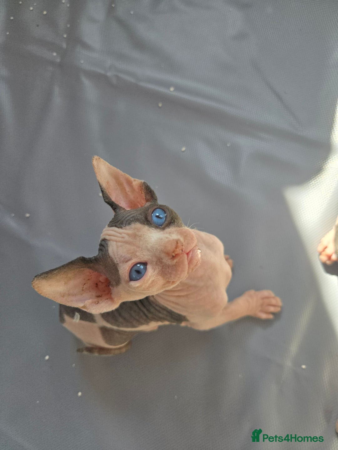 Sphynx cats for sale: Blue Eyes sphynx kittens GCCF and TICA  - Image 12