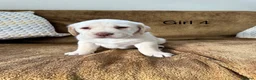 Labrador Retriever dogs for sale: Chunky Labrador puppies - Advert 9