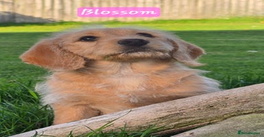 Labrador Retriever dogs - Advert 10