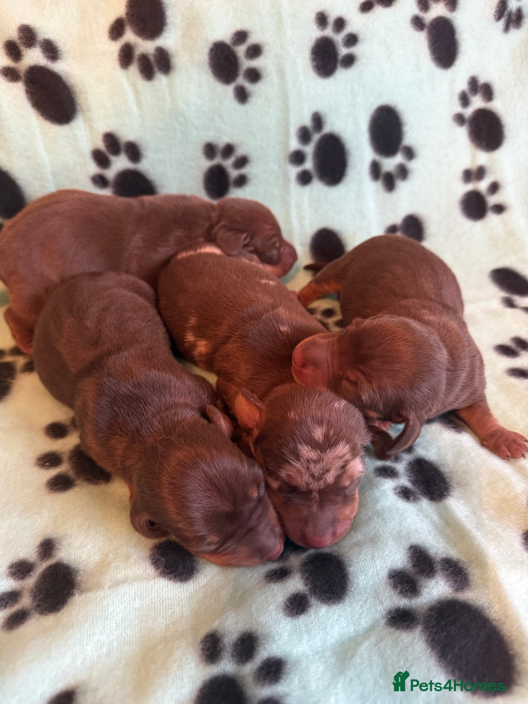 Miniature Dachshund dogs for sale: Kennel Club Mini Dachshunds  - Advert 3