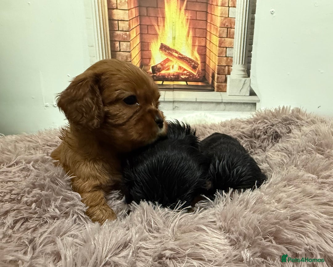Cavalier King Charles Spaniel dogs for sale: KC King Charles Cavalier Puppies for sale  - Advert 26