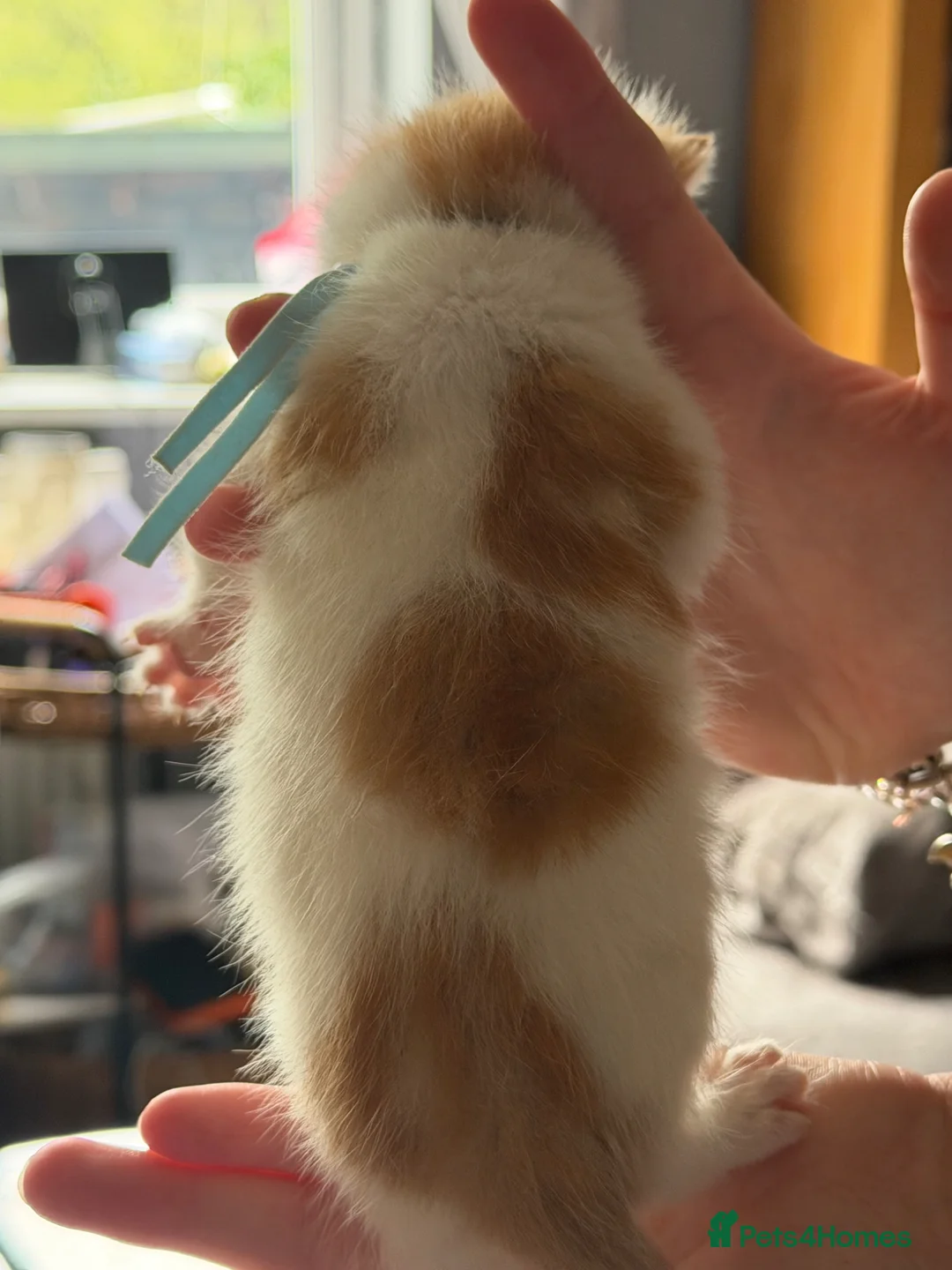 Mixed Breed cats for sale: 3 ginger girls kitten’s and 1 boy ***  - Advert 9