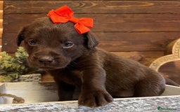 Labrador Retriever dogs for sale: Adorable Labrador Retriever Pups - Image 2