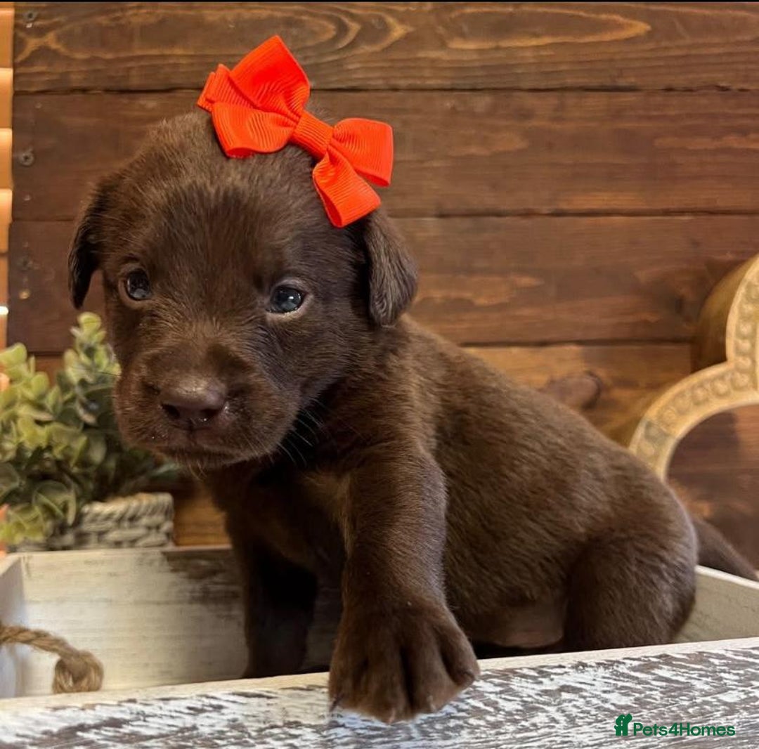Labrador Retriever dogs for sale: Adorable Labrador Retriever Pups - Image 2