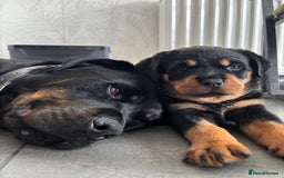 Rottweiler dogs for sale: Stunning Rottweiler Puppies - Image 2