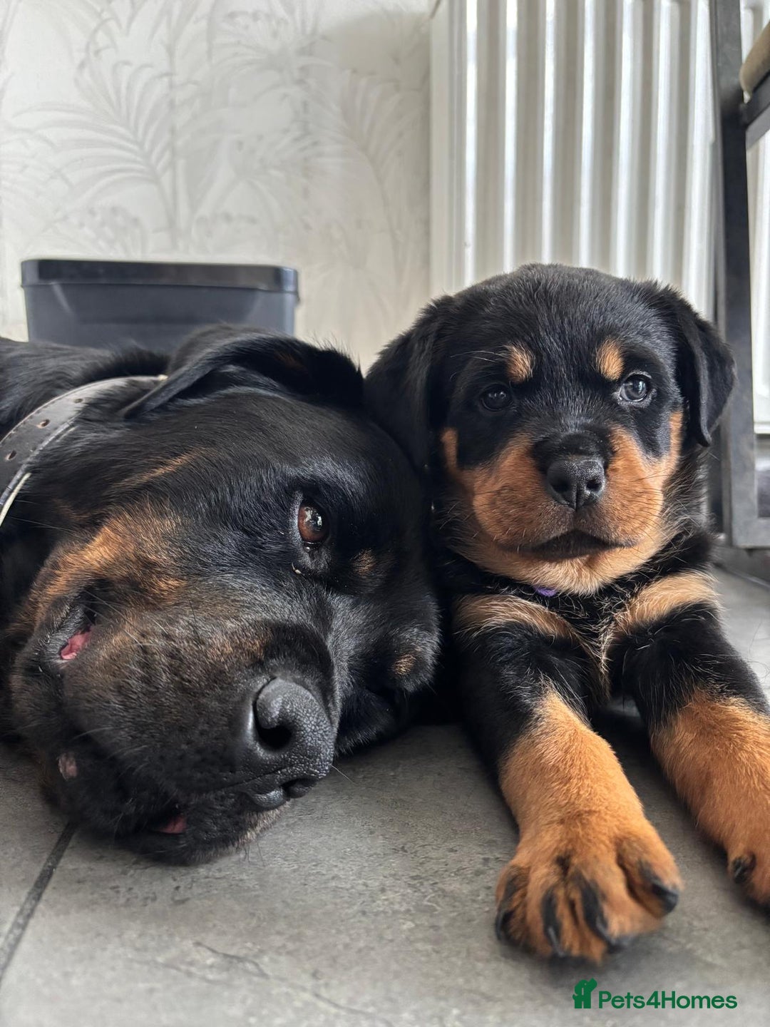 Rottweiler dogs for sale: Stunning Rottweiler Puppies - Image 2