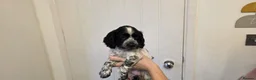Cocker Spaniel dogs for sale: BEAUTIFUL COCKER SPANIEL PUPPIES FOR SALE in South Shields - Advert 4