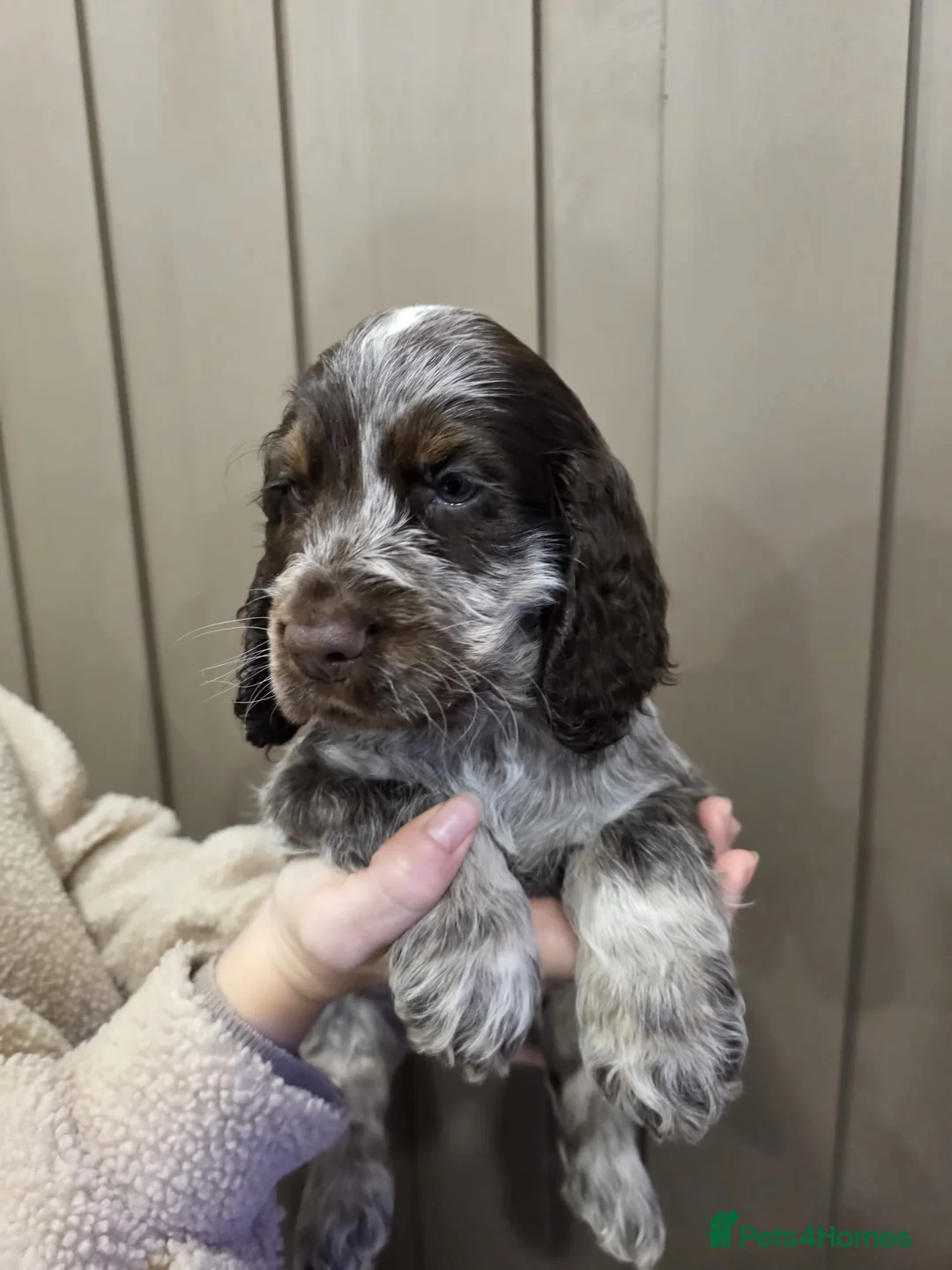 Cocker Spaniel dogs for sale: Show Type Cocker Spaniels Ready to leave now - Advert 38