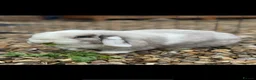 Mini Lop rabbits for sale: Sallander split girl - Advert 3