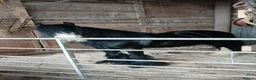 Irish Cob horses for sale: Driving entire  in Hartlepool - Advert 3