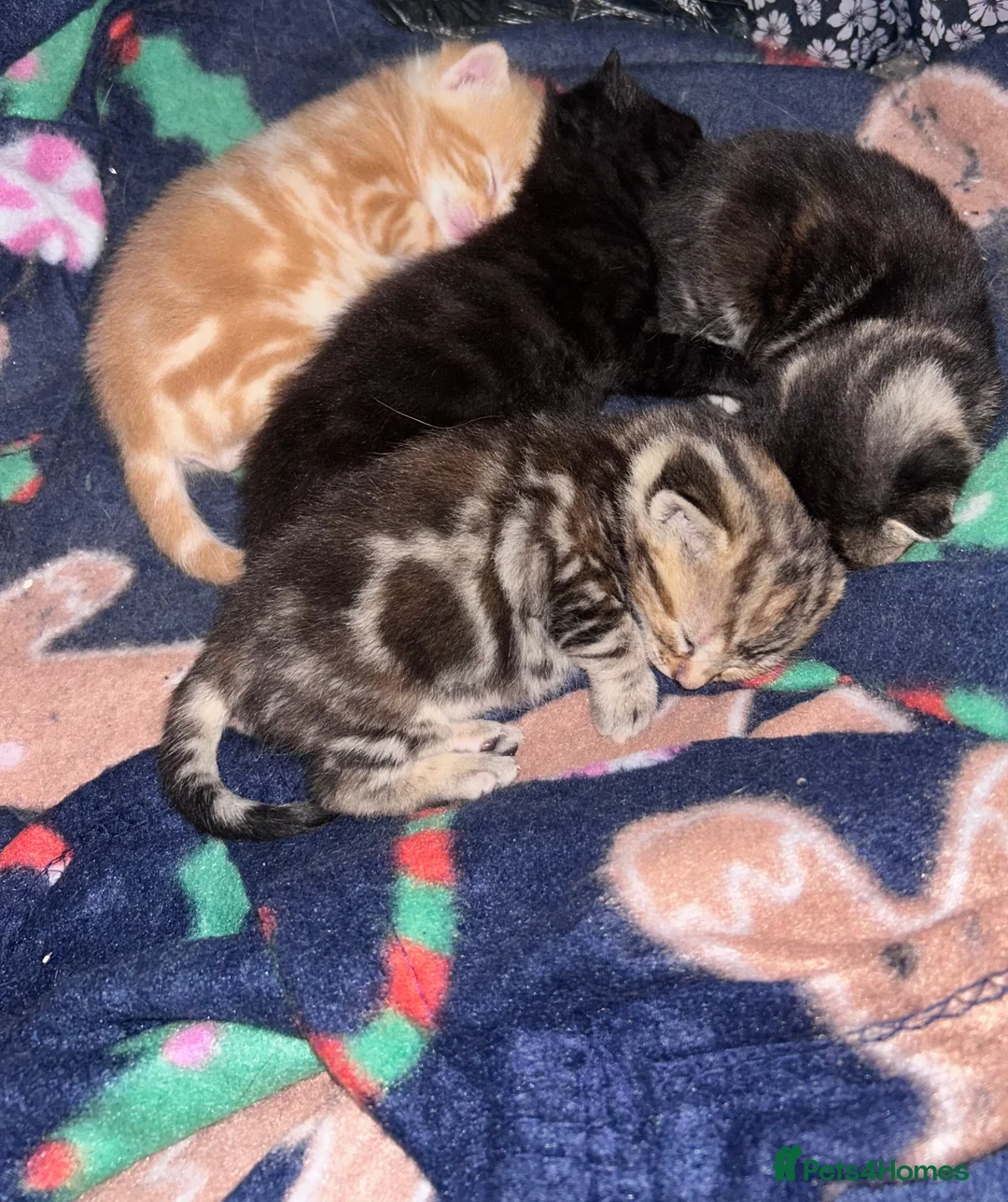 Mixed Breed cats for sale: 4 beautiful mixed breed kittens  - Advert 6