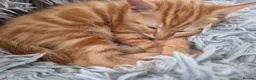 Mixed Breed cats for sale: Beautiful Kitten - Last in Litter.  - Advert 4