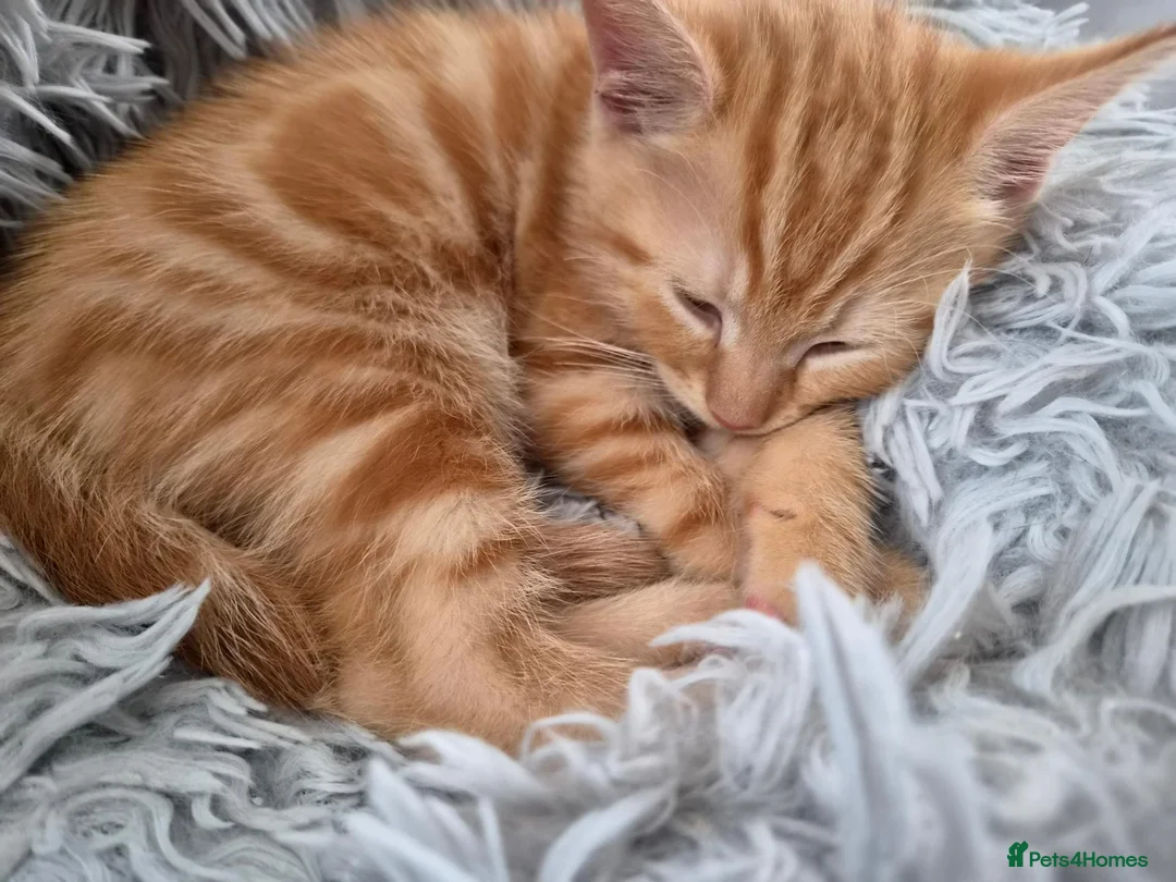 Mixed Breed cats for sale: Beautiful Kitten - Last in Litter.  - Advert 4
