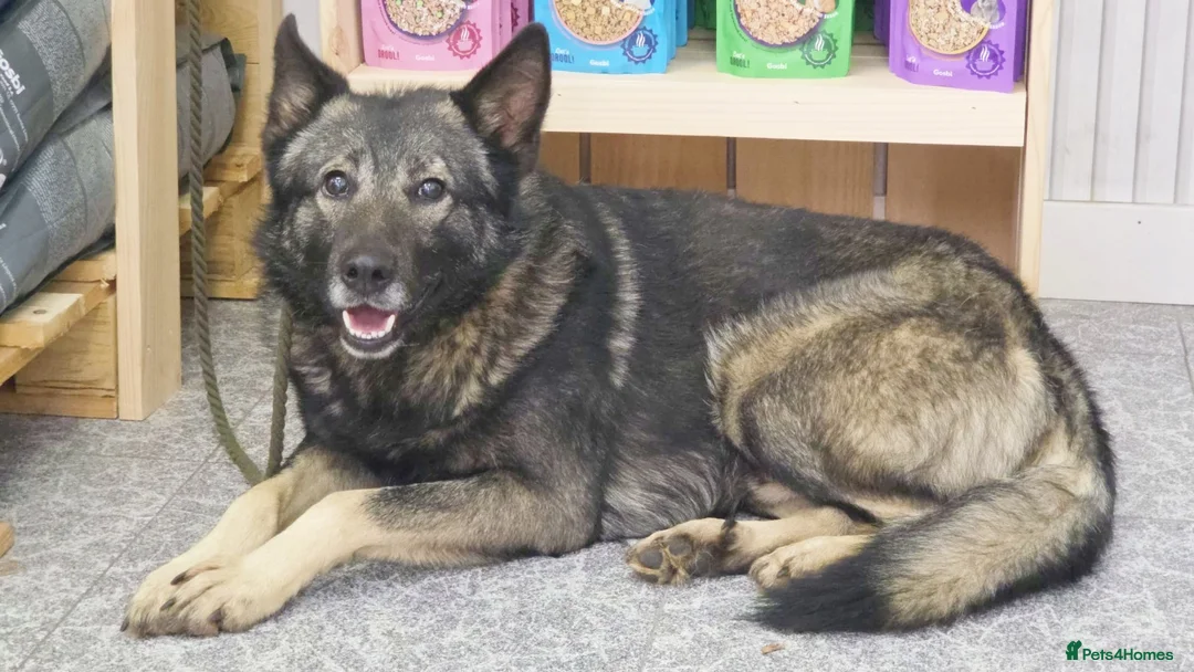 Mixed Breed dogs for adoption: Lobito in Alfreton - Advert 1