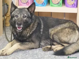 Mixed Breed dogs Lobito in Alfreton - Advert 12