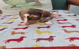 Miniature Dachshund dogs for sale: 🐾 Miniature Dachshund Puppies for Sale 🐾 - Image 37