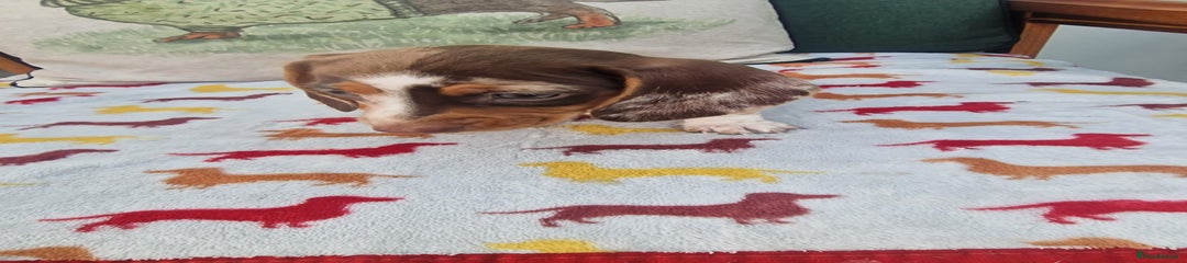 Miniature Dachshund Puppy 7