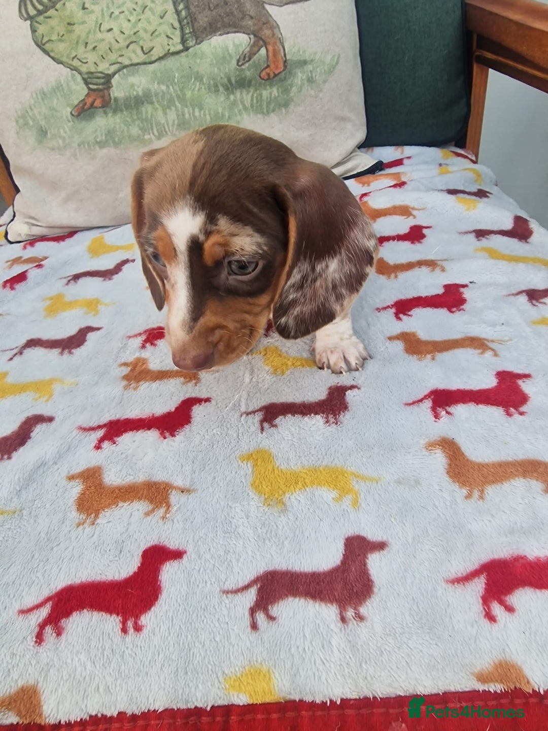 Miniature Dachshund dogs for sale: 🐾 Miniature Dachshund Puppies for Sale 🐾 - Image 37