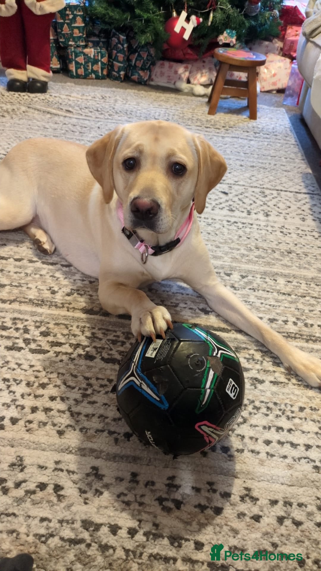 Labrador Retriever dogs 4 Beautiful Labs for sale 3x Boys 1x Girls  - Advert 2