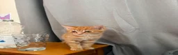 Mixed Breed cats for sale: 1/4 Bengal Fluffy Ginger Male Kitten - Advert 8