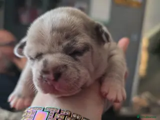 Mixed Breed dogs Beautiful French bulluahas - Advert 5