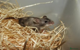 Mouse rodents for sale: Satin, long and short haired varieties  - Image 11