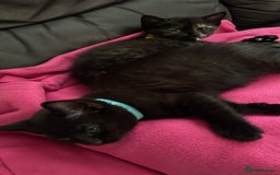 British Shorthair cats for sale: British shorthair kittens🐱 - Image 4
