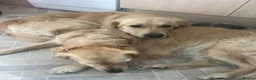 Golden Retriever dogs for sale: 11 month male golden retriever  in High Wycombe - Advert 6