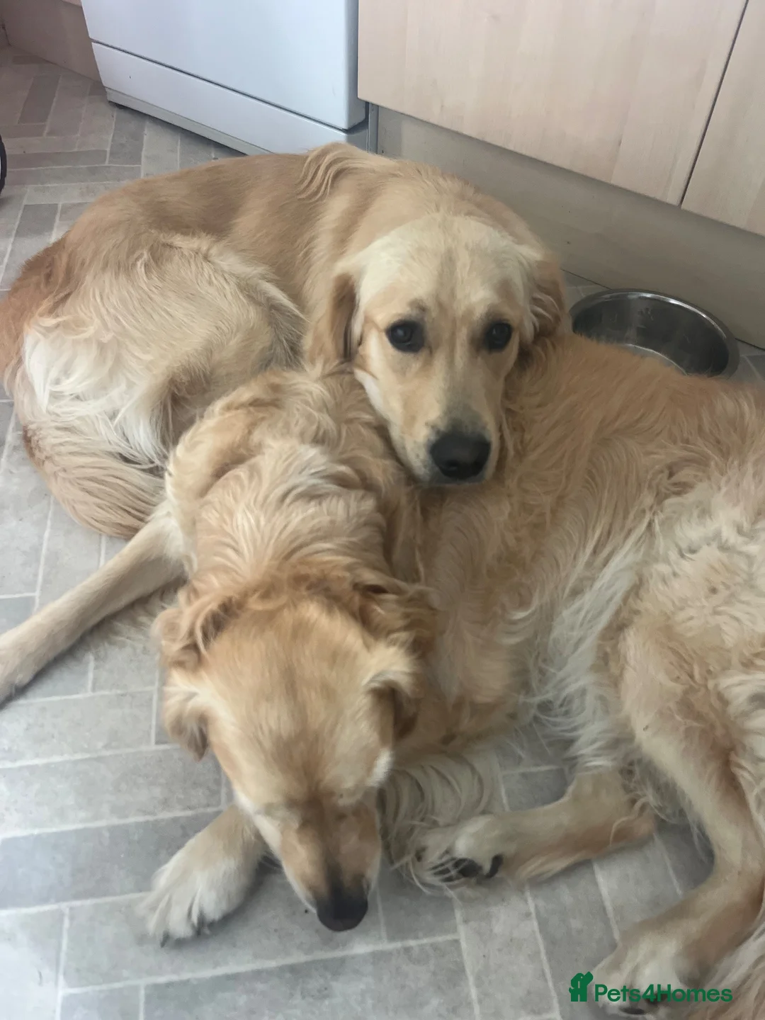 Golden Retriever dogs for sale: 11 month male golden retriever  in High Wycombe - Advert 6