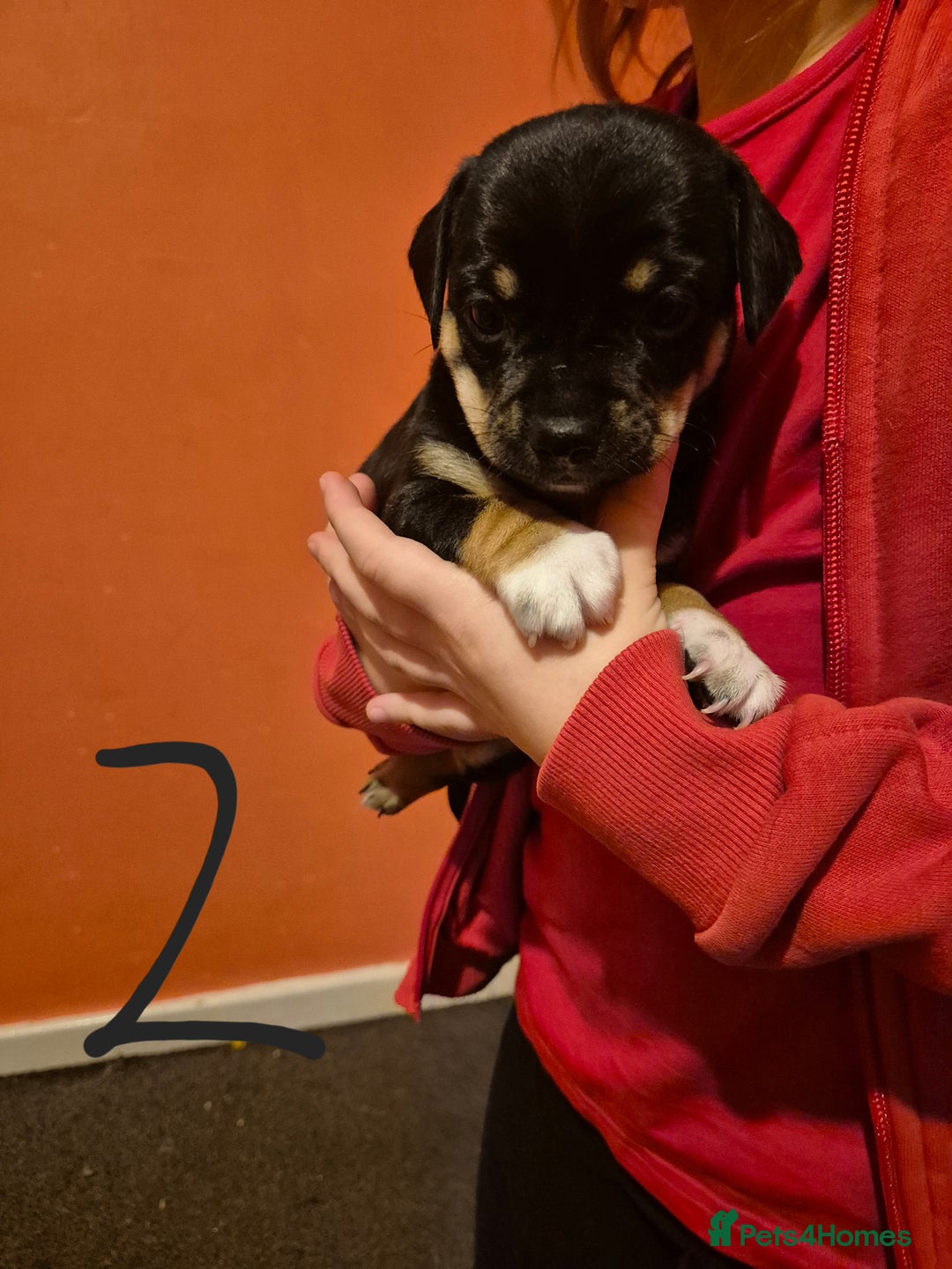 Jack Chi dogs for sale: Beautiful Jack Chi Puppies for Sale - Advert 8
