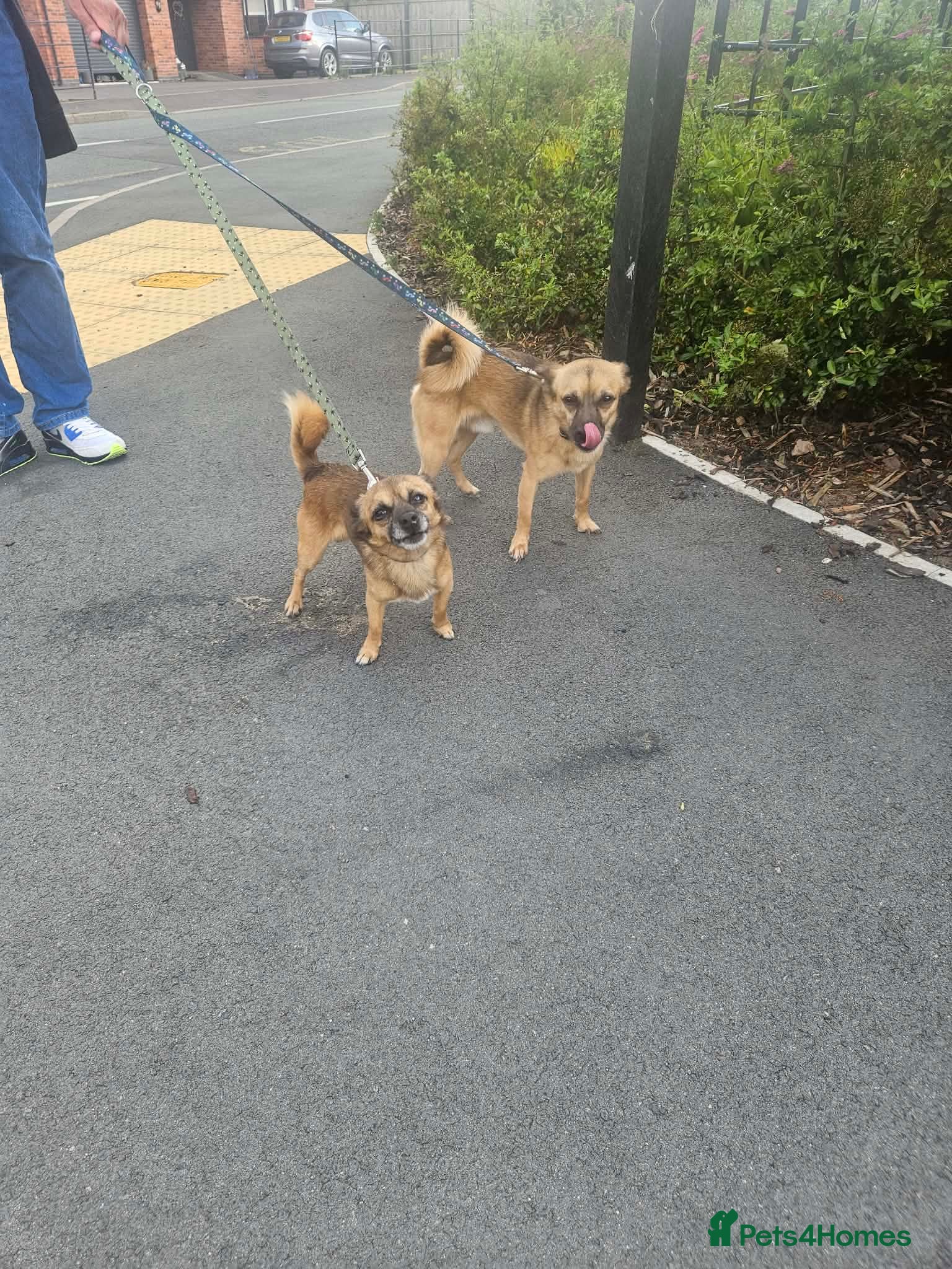 Pomchi dogs 2 beautiful friendly boys  - Advert 1