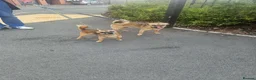 Pomchi dogs for sale: 2 beautiful friendly boys  - Advert 1