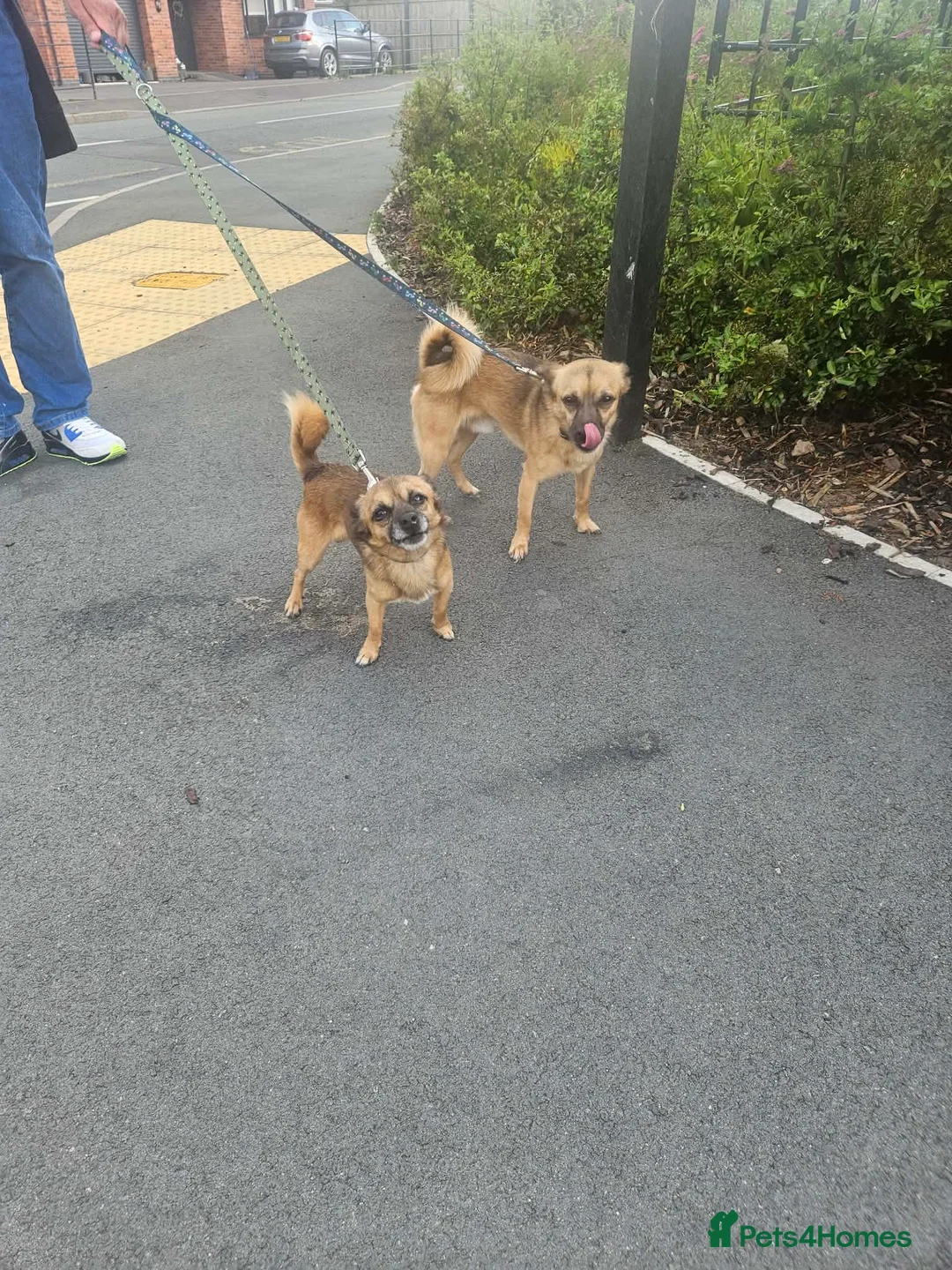 Pomchi dogs for sale: 2 beautiful friendly boys  - Advert 1