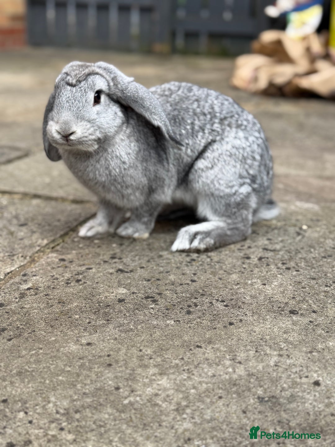 Mini Lop rabbits for sale: 3 bonded rabbits mini lops - Image 3