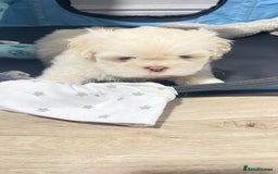 Shih Tzu dogs for sale: 2 adorable little imperial Shih tzus boys - Image 1