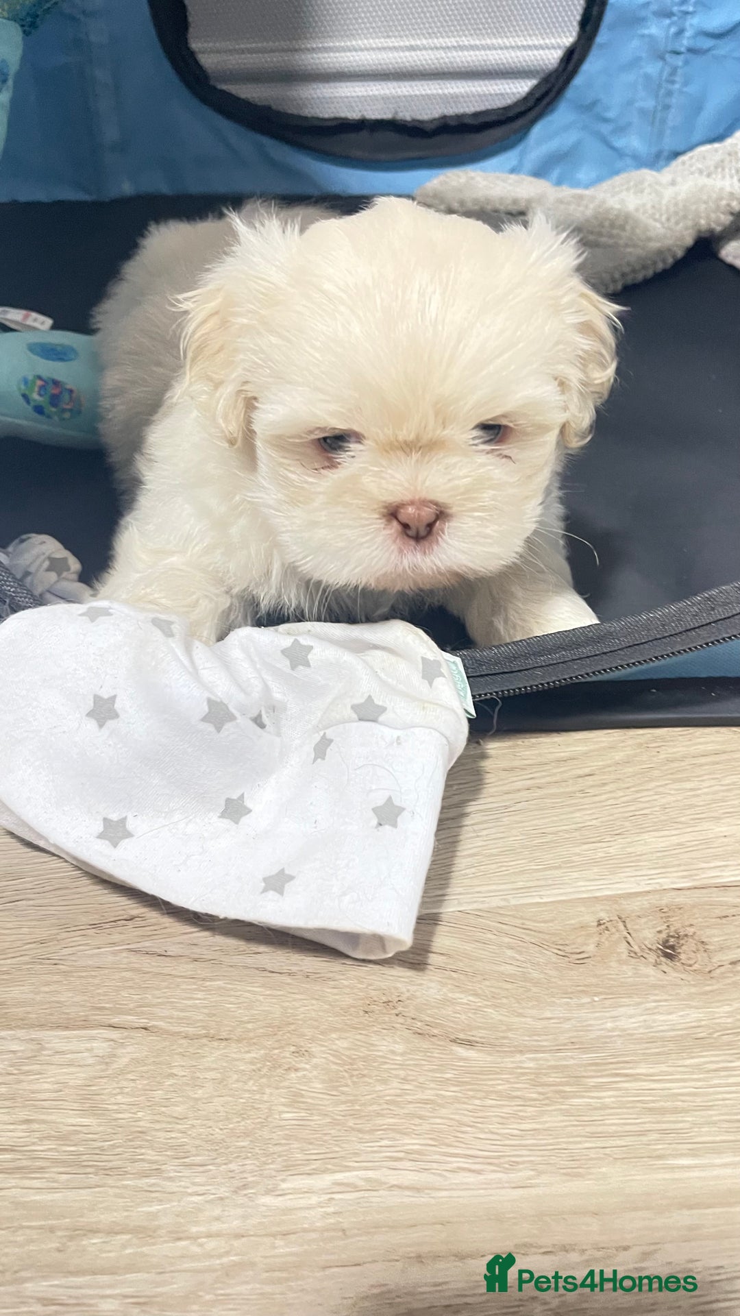 Shih Tzu dogs for sale: 2 adorable little imperial Shih tzus boys - Image 1