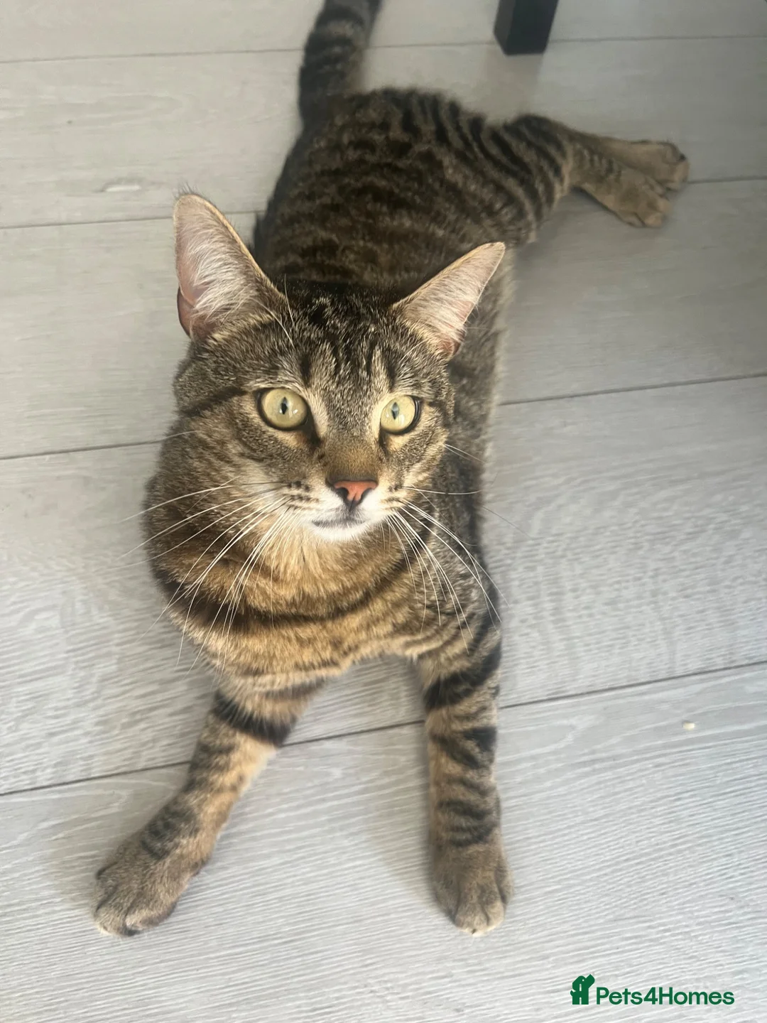Bengal cats for sale: Tiger in Slough - Advert 5