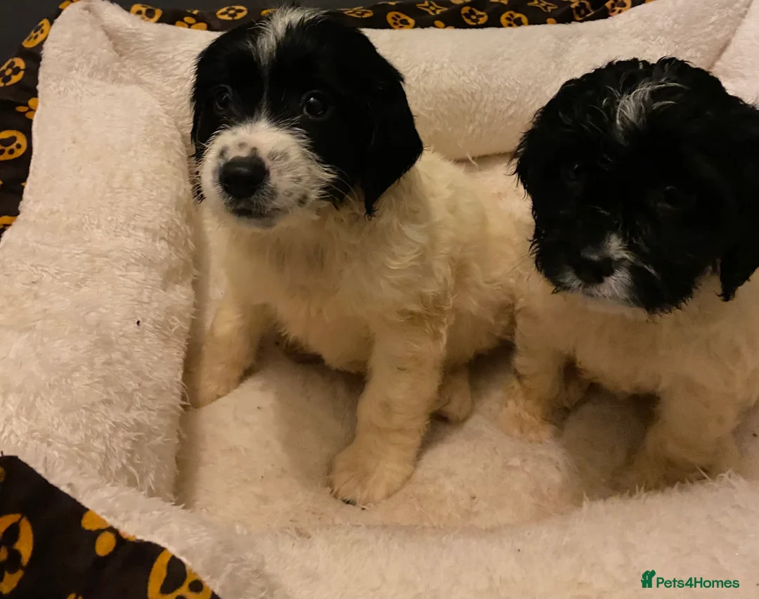 Sproodle dogs for sale: Sproodles puppies available now spaniel x poodle - Advert 3