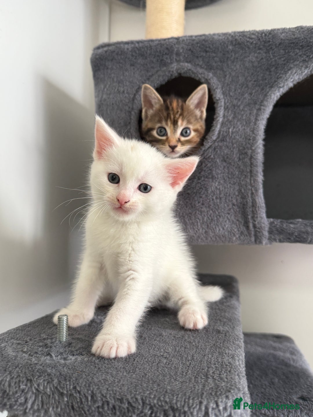 Turkish Angora cats for sale: 4 Beautiful Turkish Angora Mix Kittens - Image 13