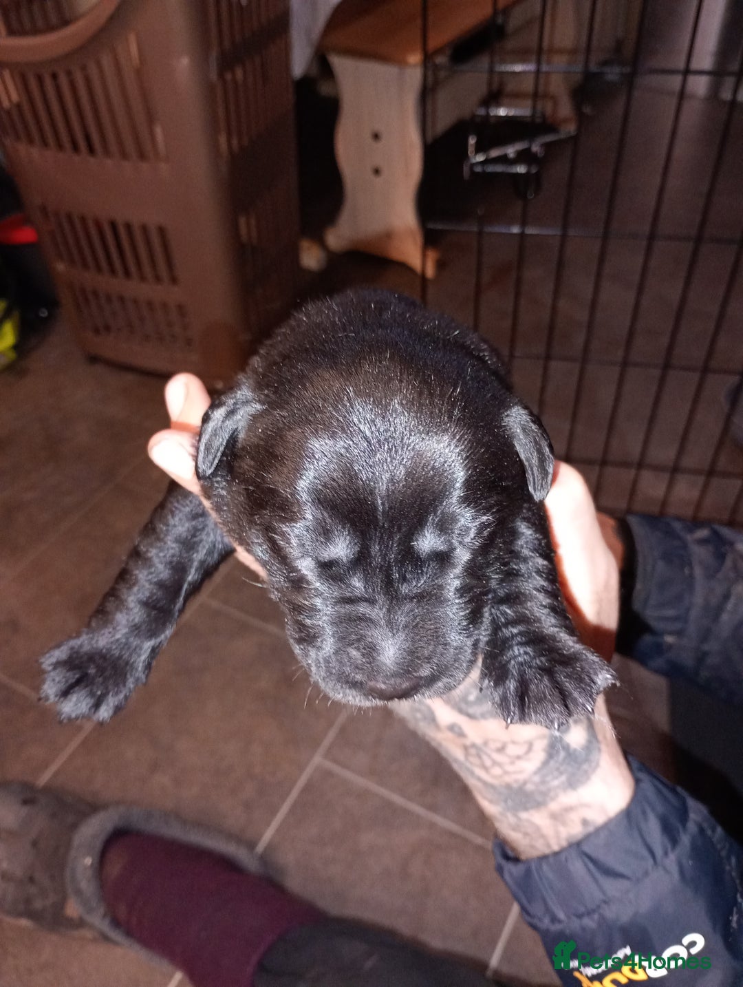 Mixed Breed dogs for sale: 3/4 Labrador 1/4 Shar pei - Advert 3