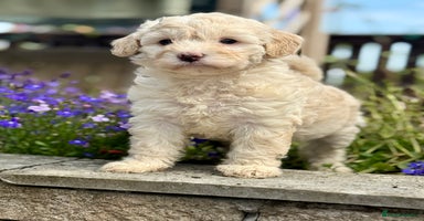 Cavapoo dogs - Advert 1