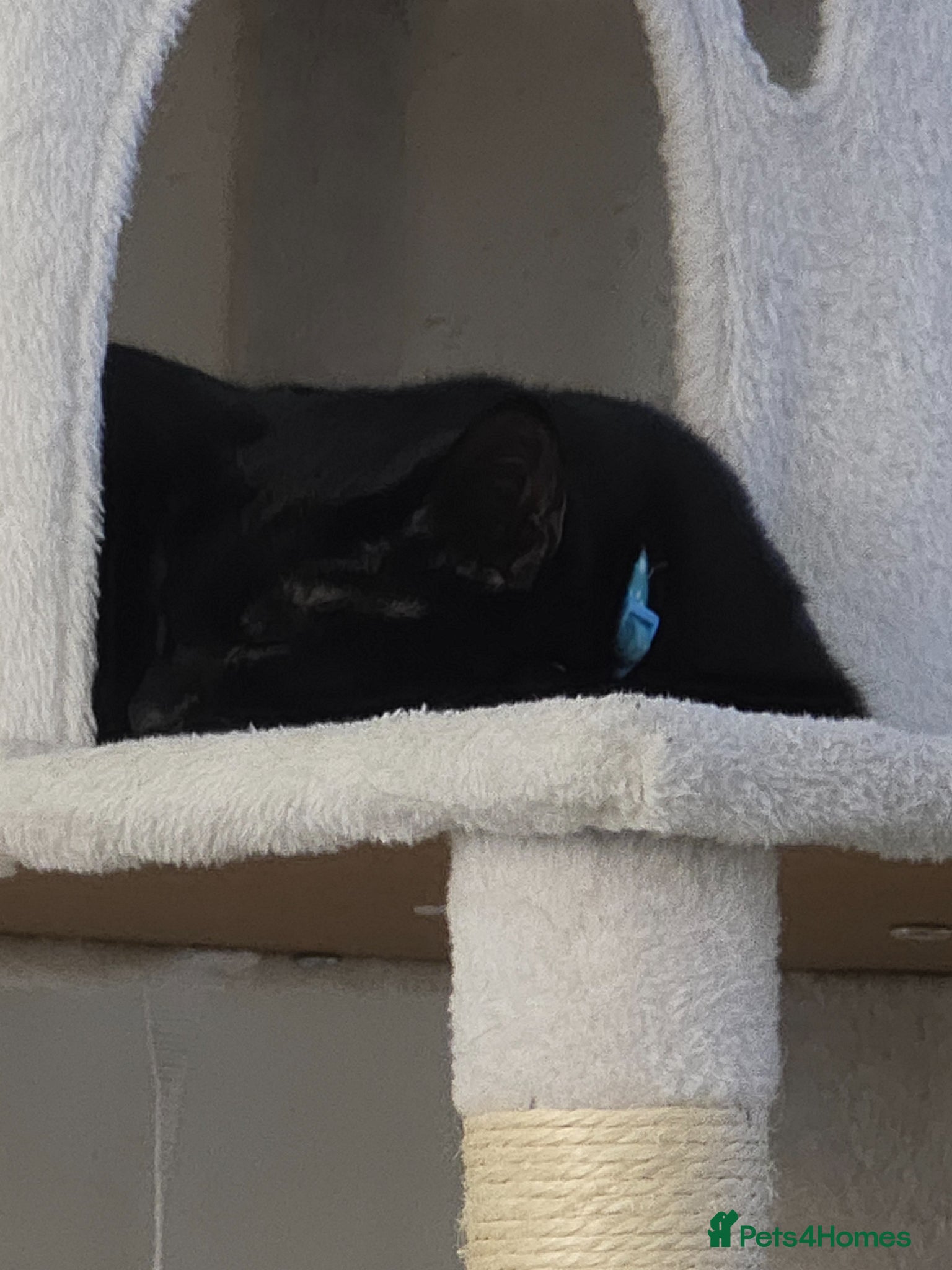 Mixed Breed cats Black cat - Advert 1